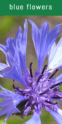 blue flowers