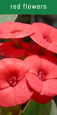 red flowers