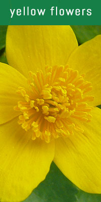 yellow flower