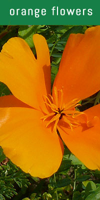 orange flowers