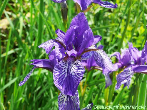 Bild Iris sibirica