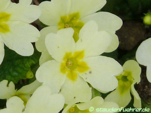 Image Primula vulgaris