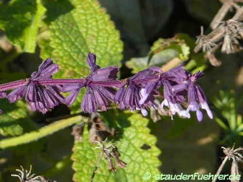 Image Salvia verticillata
