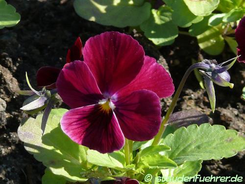 Image Viola cornuta 'Rose With Eye'