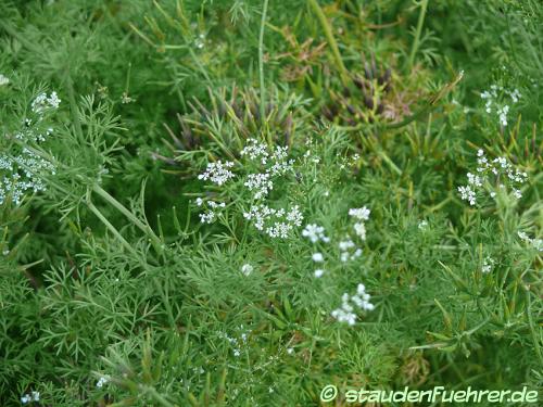 Bild Coriandrum sativum