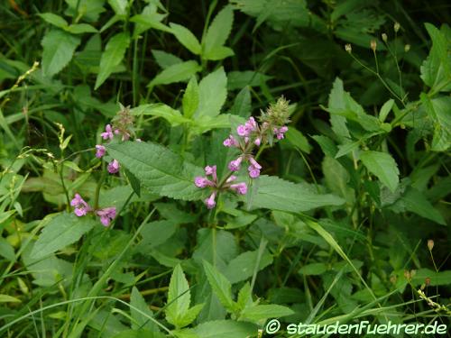 Image Stachys arvensis