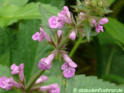 Image Stachys arvensis