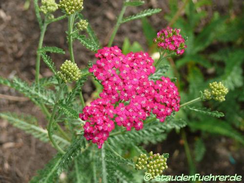 Bild Achillea millefolium 'Sammetriese'