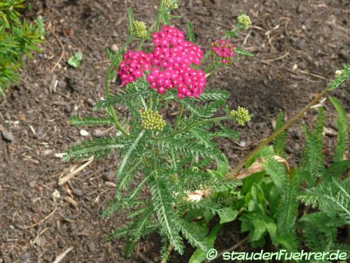 Bild Achillea millefolium 'Sammetriese'