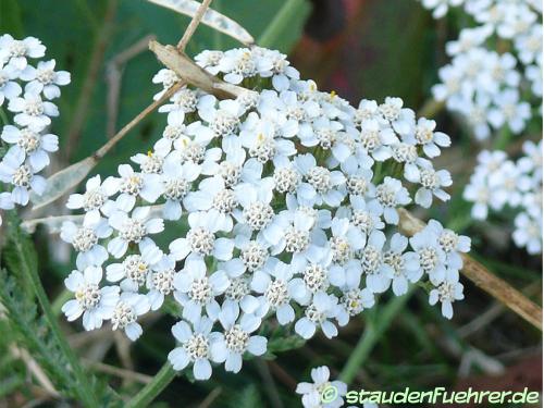 Bild Achillea millefolium