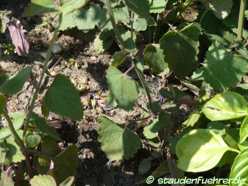 Image Agastache mexicana