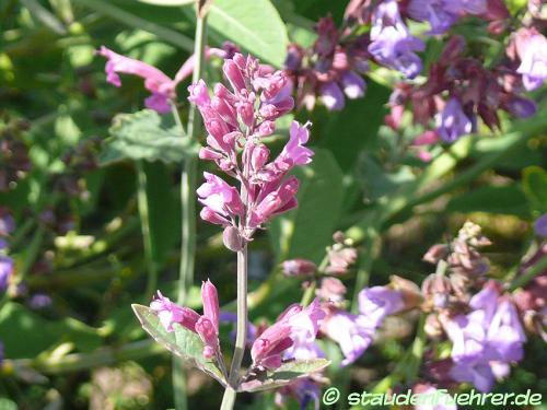 Image Agastache mexicana