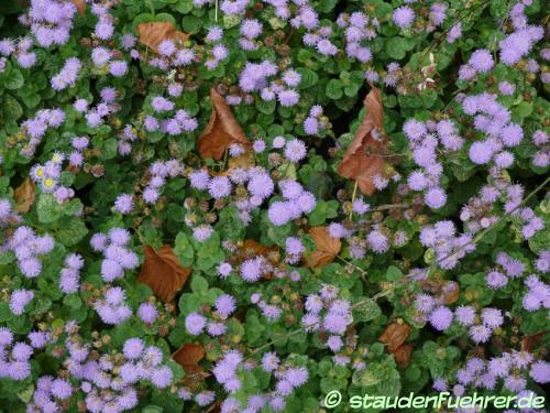 Bild Ageratum houstonianum 'Arielle Power Blue'