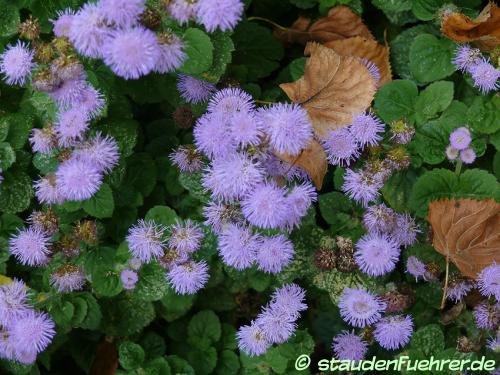 Image Ageratum houstonianum 'Arielle Power Blue'