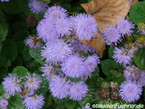 Bild Ageratum houstonianum 'Arielle Power Blue'