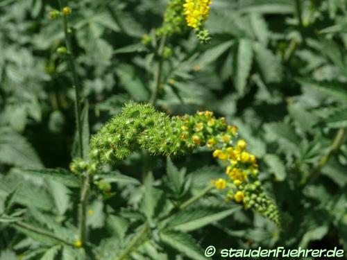 Image Agrimonia eupatoria