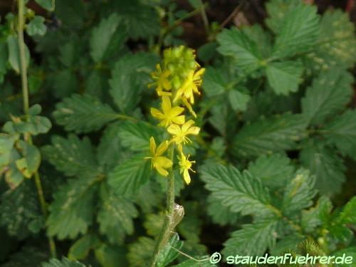 Bild Agrimonia eupatoria