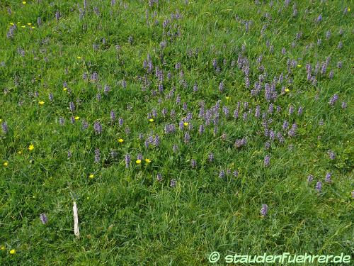 Bild Ajuga reptans