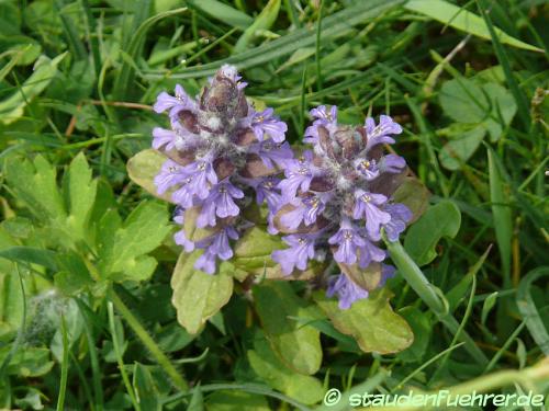 Image Ajuga reptans