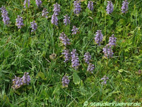 Bild Ajuga reptans