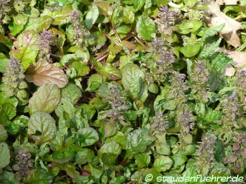 Bild Ajuga reptans 'Atropurpurea'