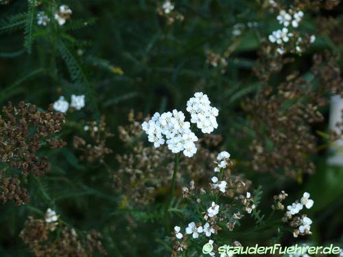 Image Achillea asplenifolia