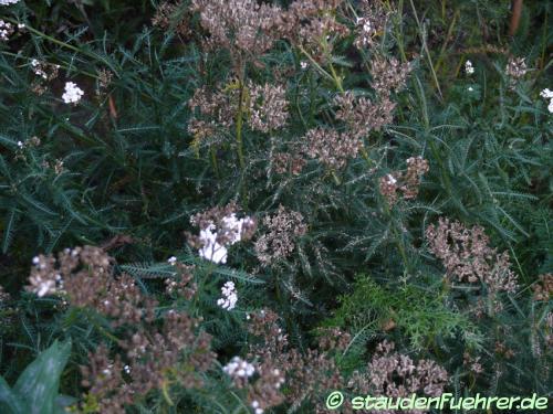 Image Achillea asplenifolia