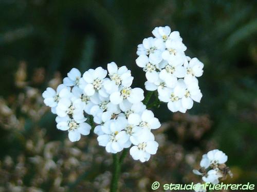 Bild Achillea asplenifolia