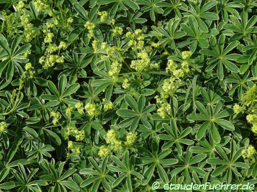 Image Alchemilla plicatula