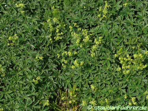 Image Alchemilla plicatula