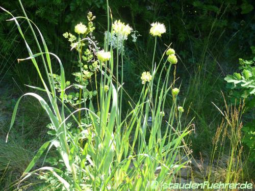 Bild Allium obliquum