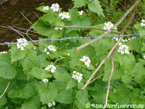 Image Alliaria petiolata