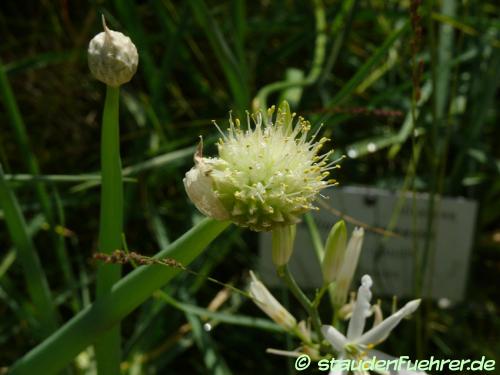 Bild Allium altaicum