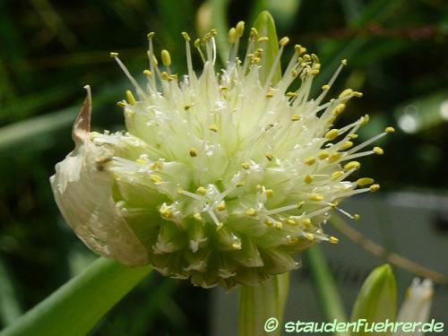 Bild Allium altaicum