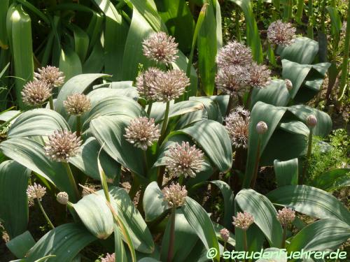 Bild Allium angulosum