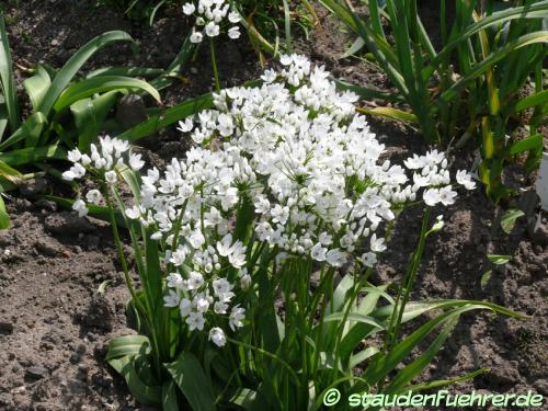 Image Allium cowanii