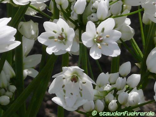 Image Allium cowanii