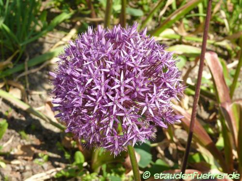 Image Allium globemaster