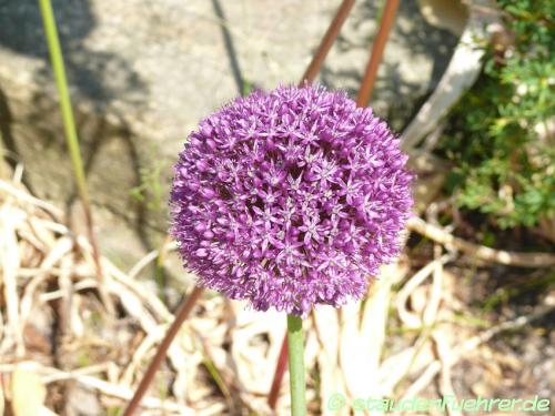 Bild Allium-Hybride Ambassador