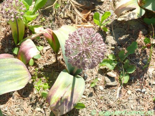 Bild Allium karataviense