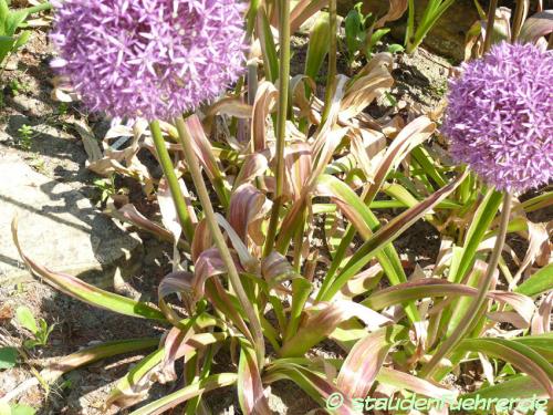 Bild Allium-Hybride Lucy Ball
