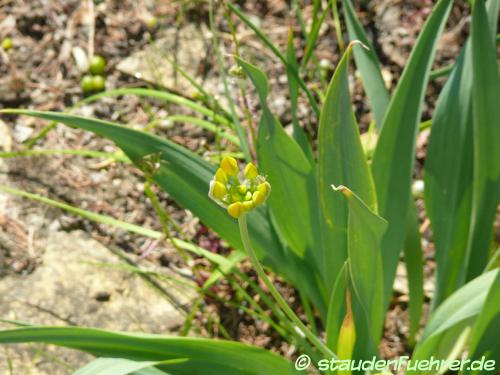 Bild Allium moly