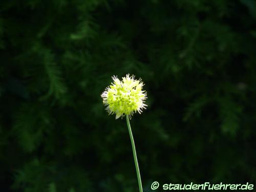 Bild Allium obliquum