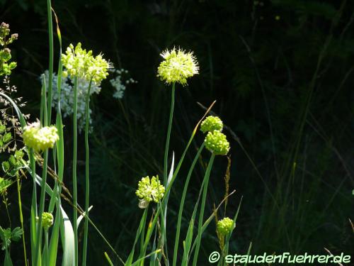 Bild Allium obliquum