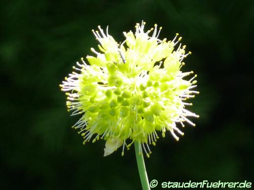 Image Allium obliquum