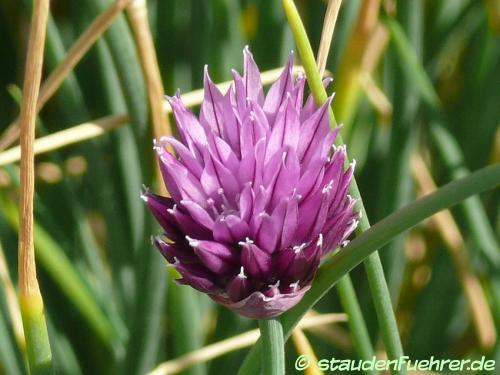 Bild Allium schoenoprasum