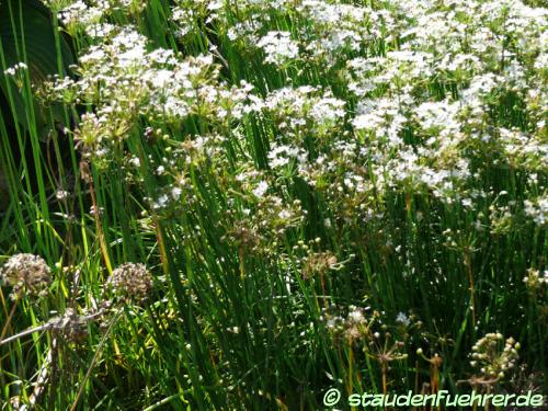 Image Allium tuberosum