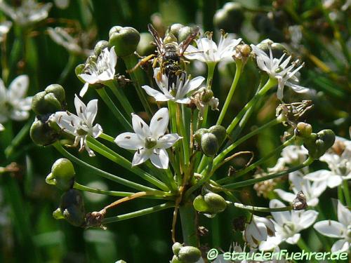 Bild Allium tuberosum