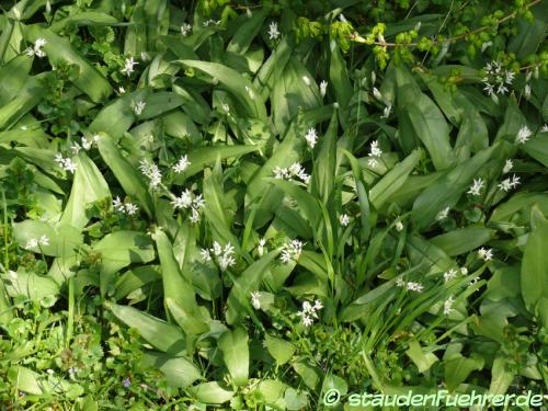 Bild Allium ursinum