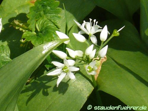 Bild Allium ursinum